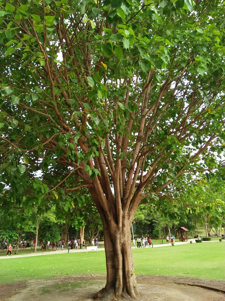 Aswattha - Peepal Tree