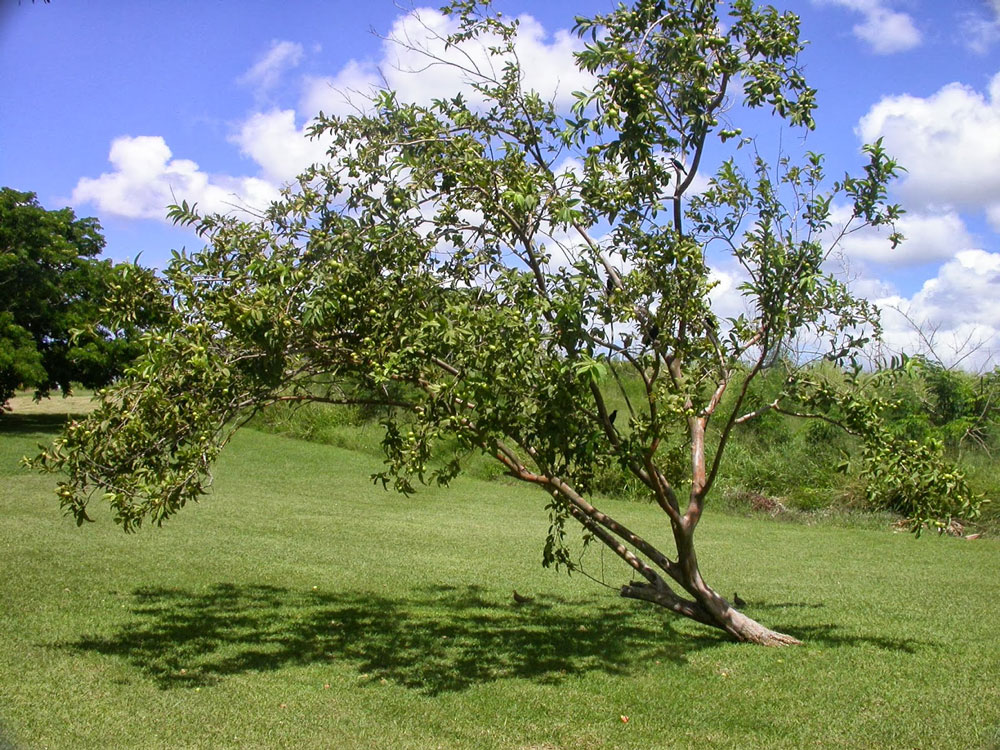 Peru - Guava Tree