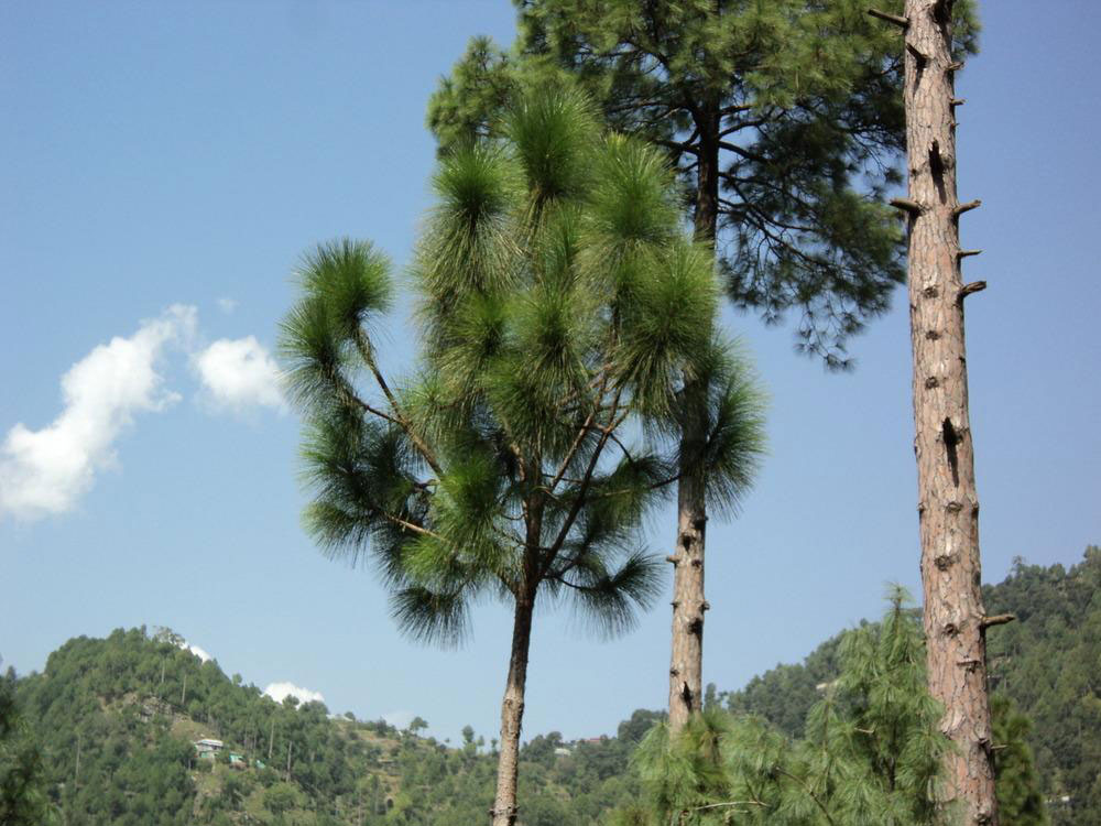 Saral - Pine Tree