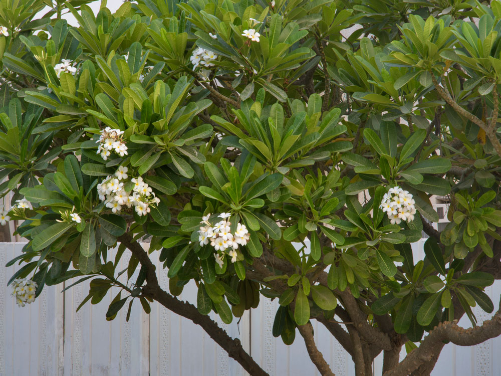 Plumeria Tree