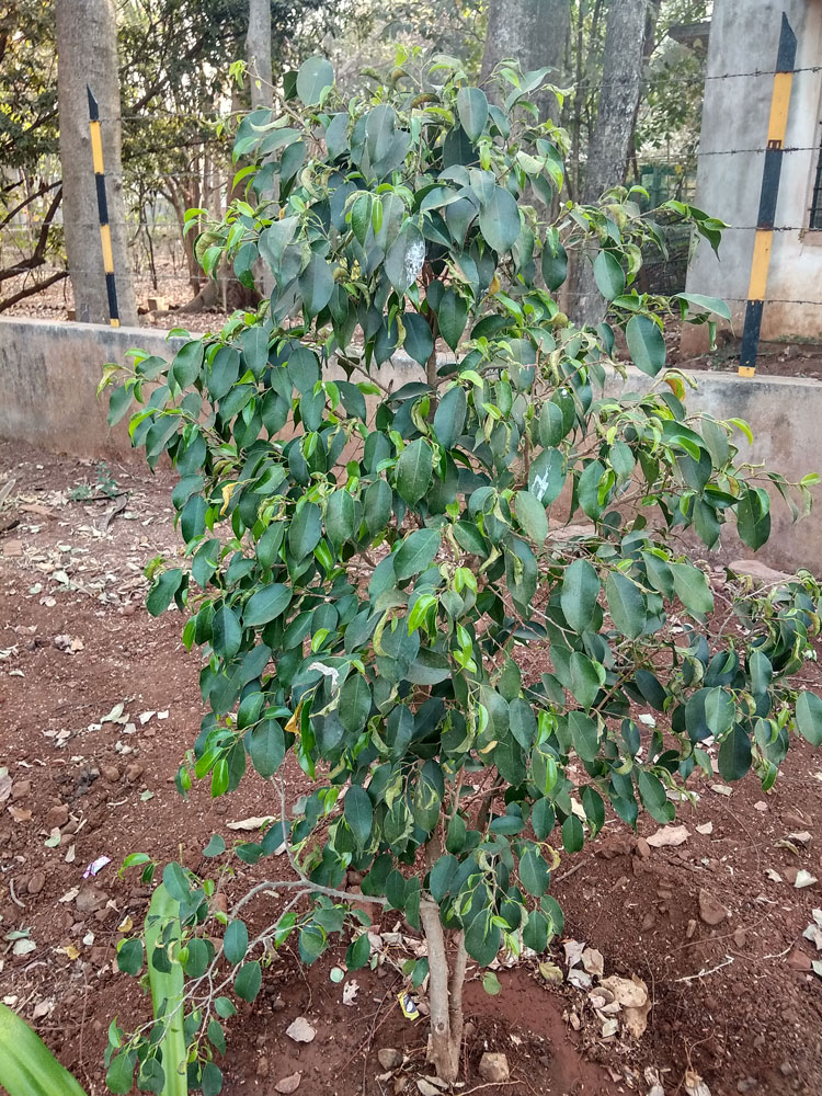 Pukar - Java Fig Tree