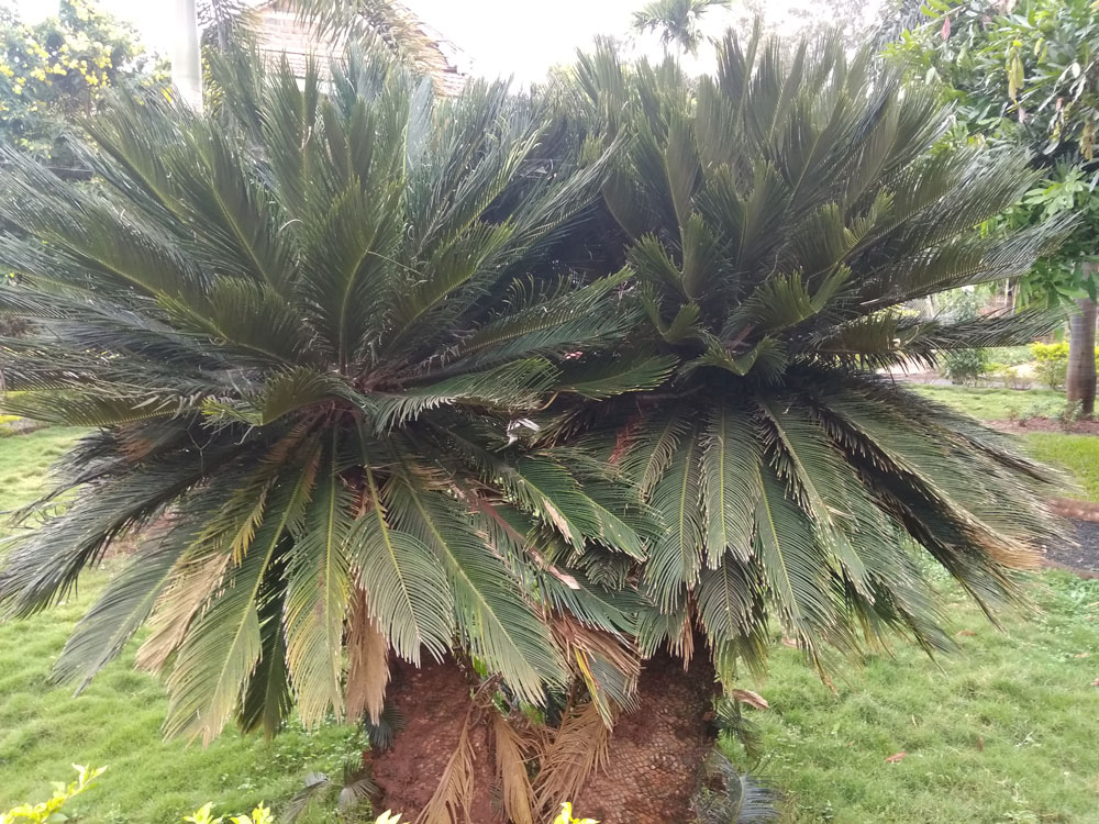 queen sago - sago palm