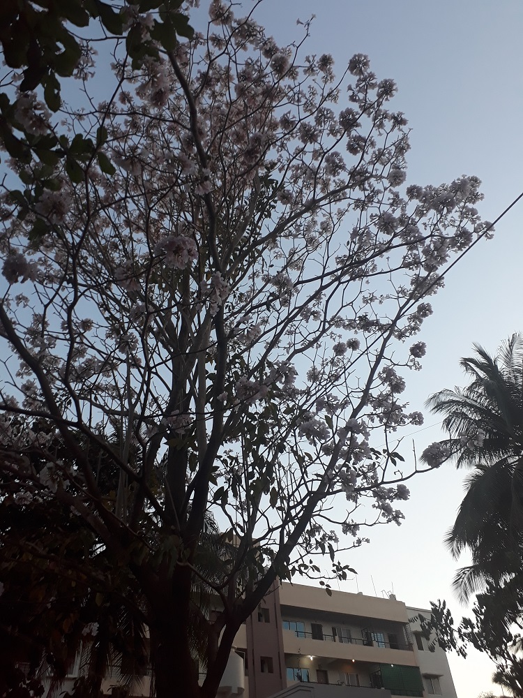 Basant rani - Pink trumpet tree