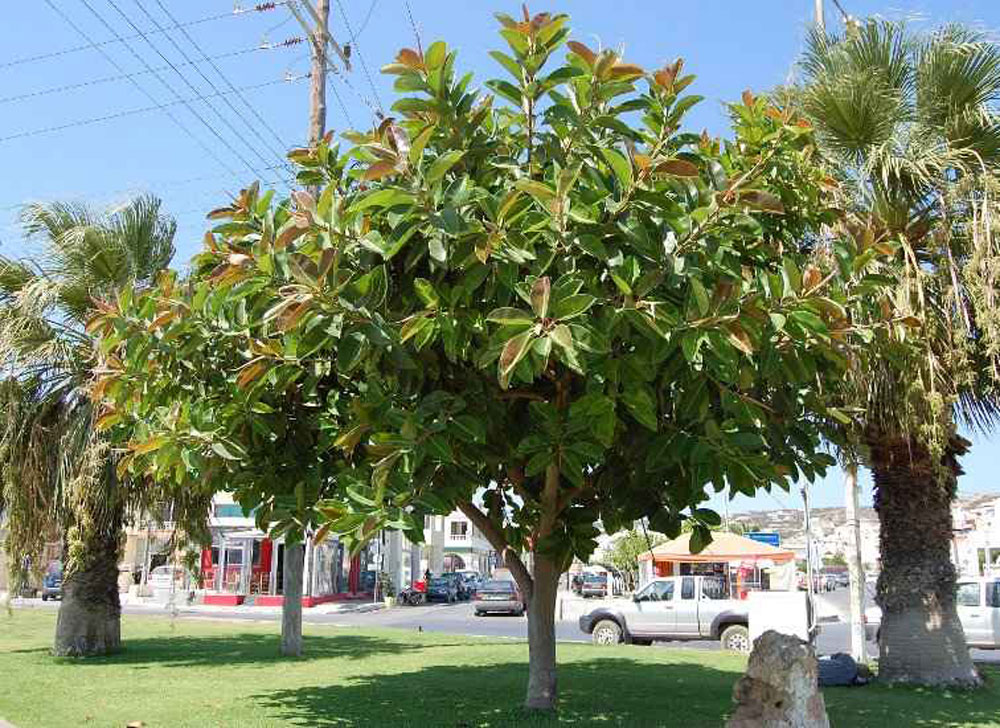 Goli - Indian Rubber Tree