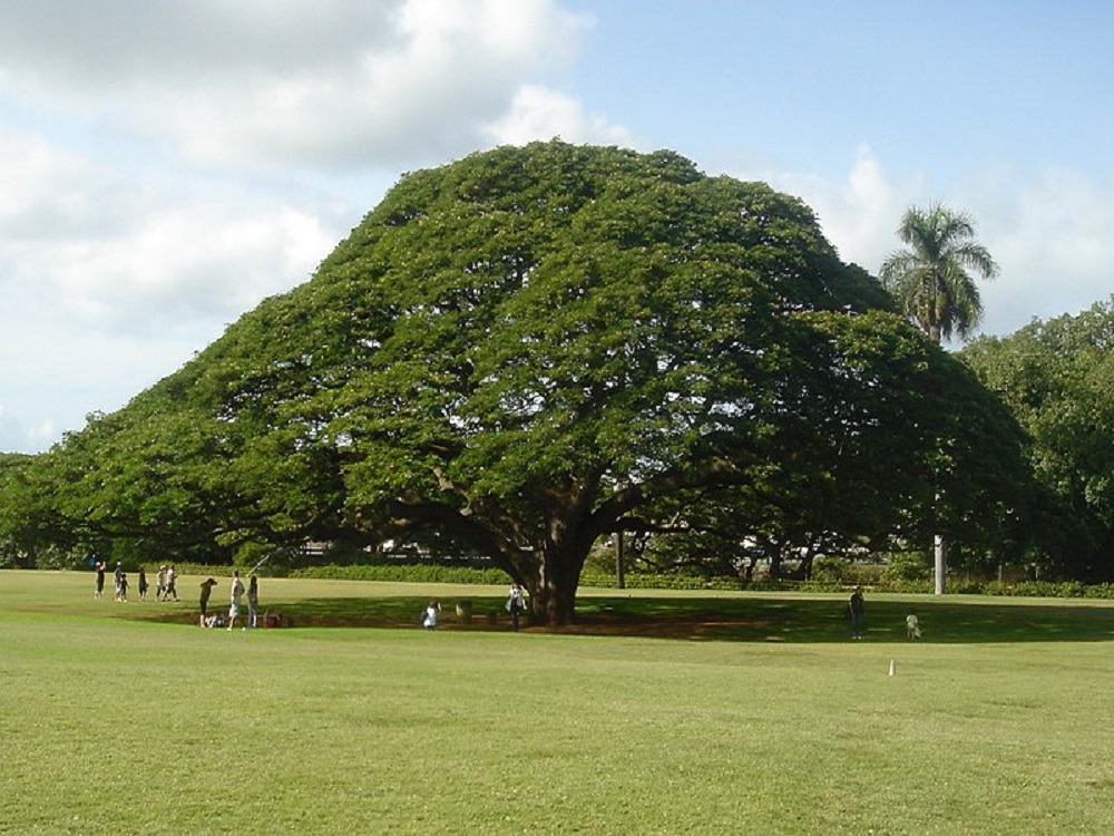Gulabi Siris - Rain Tree