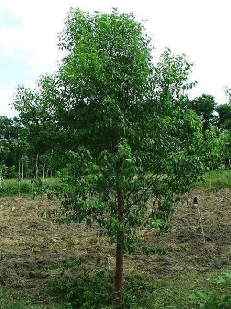 Chandan - Sandal Tree