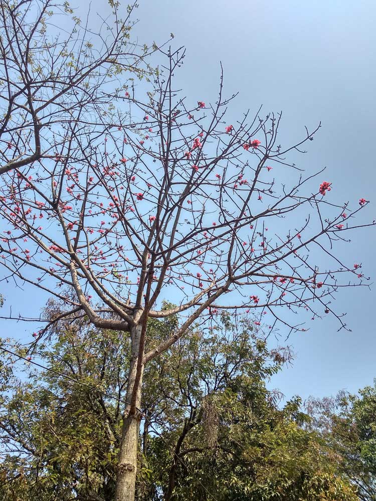 Semal - Silk Cotton Tree