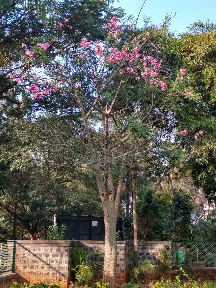 Resham rui - Floss Silk Tree