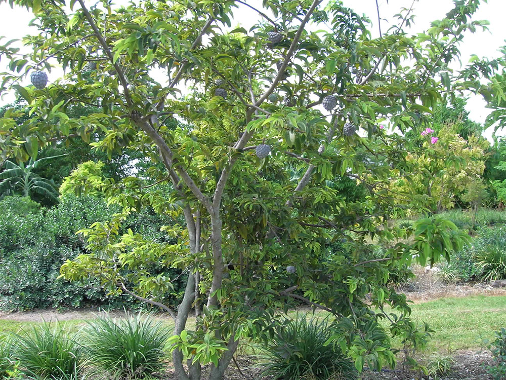 Sitaphal - Custard Apple