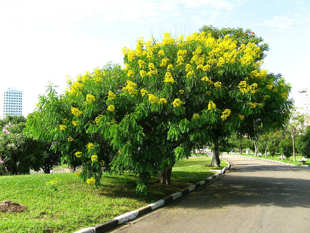 Spectacular Cassia Tree