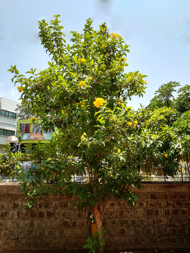 Piliya - Yellow bells
