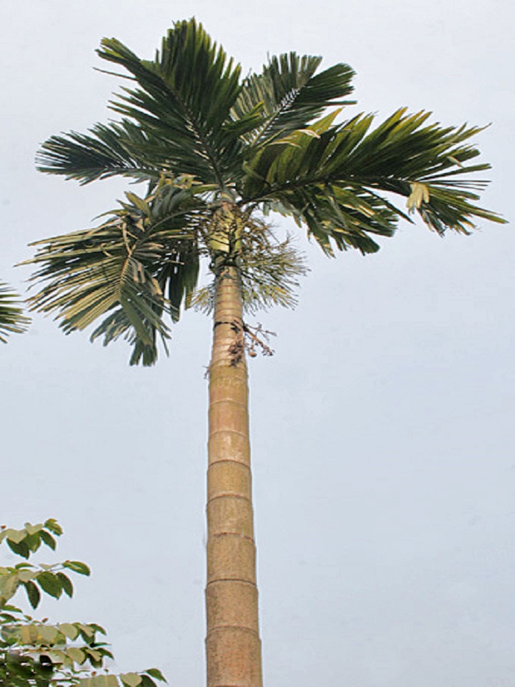 Supari - Betel Palm
