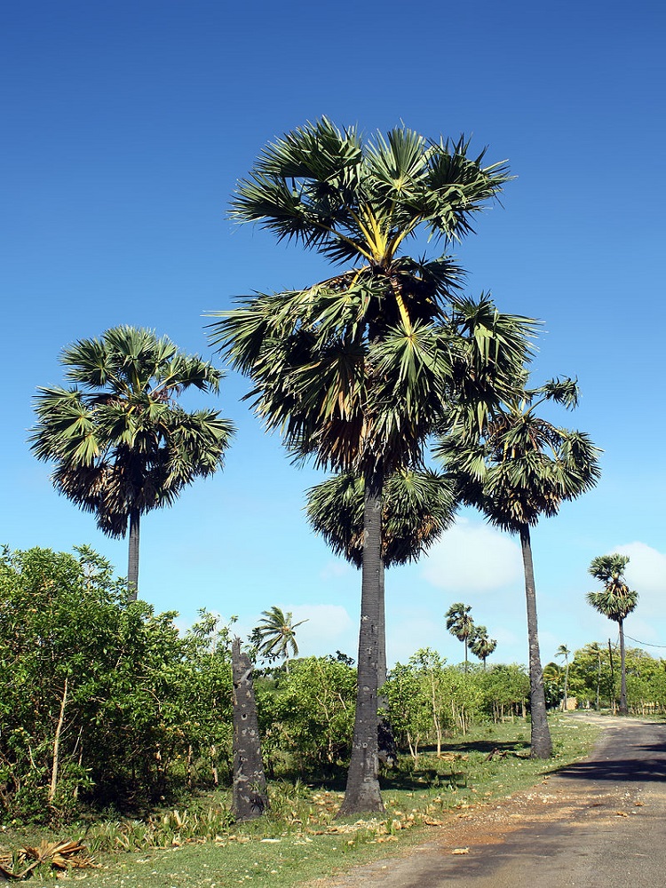 Taad - Toddy Palm
