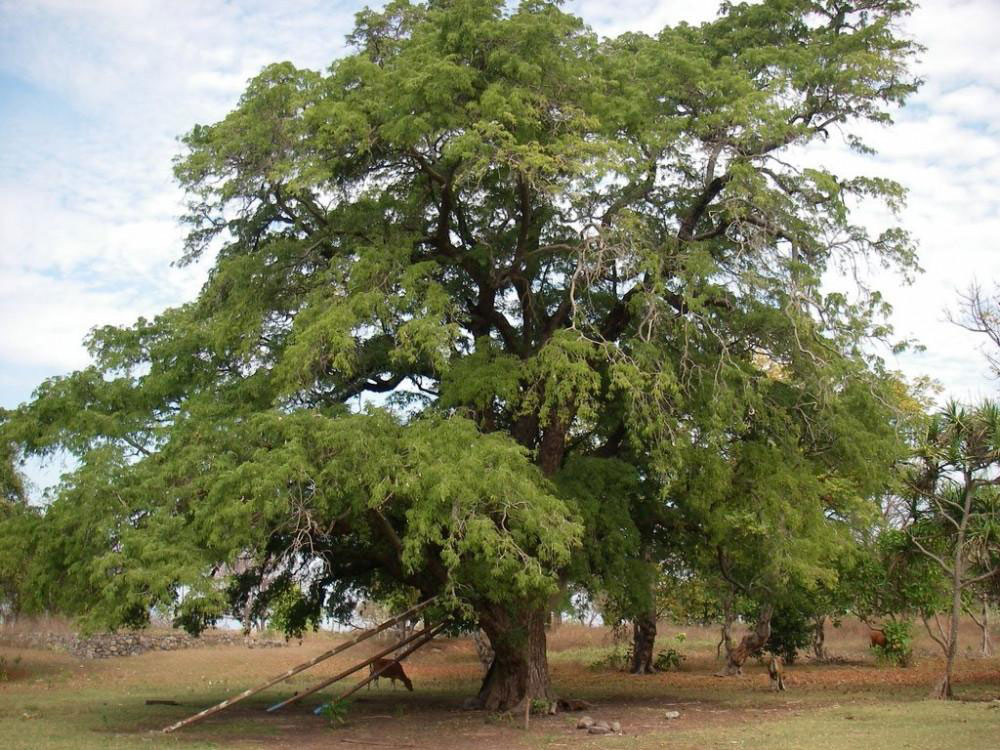 Imli - Tamarind