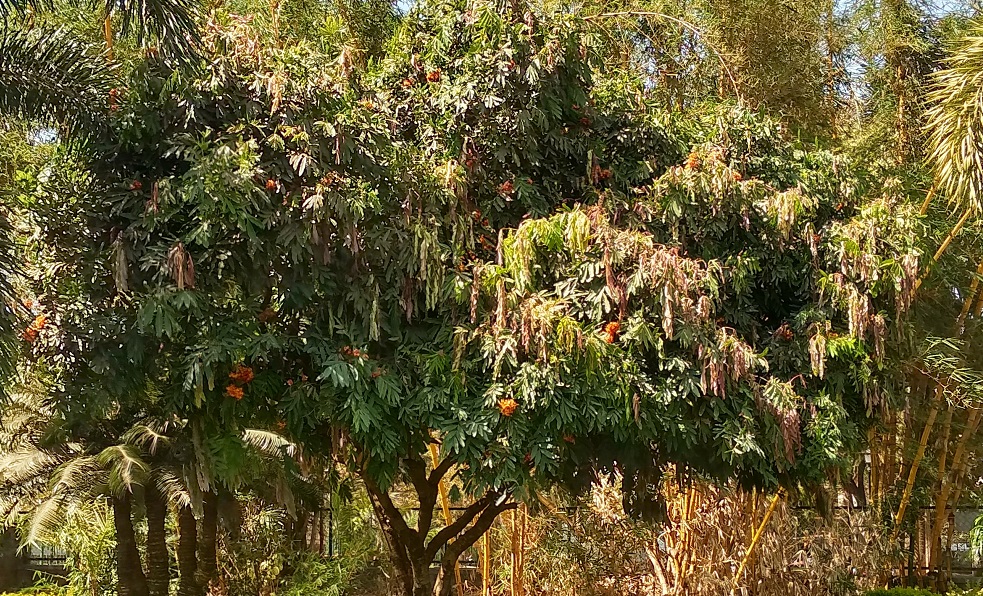 Ashoka Tree
