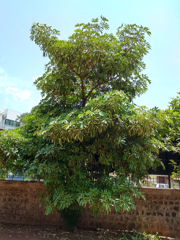 Satvin - Scholor Tree