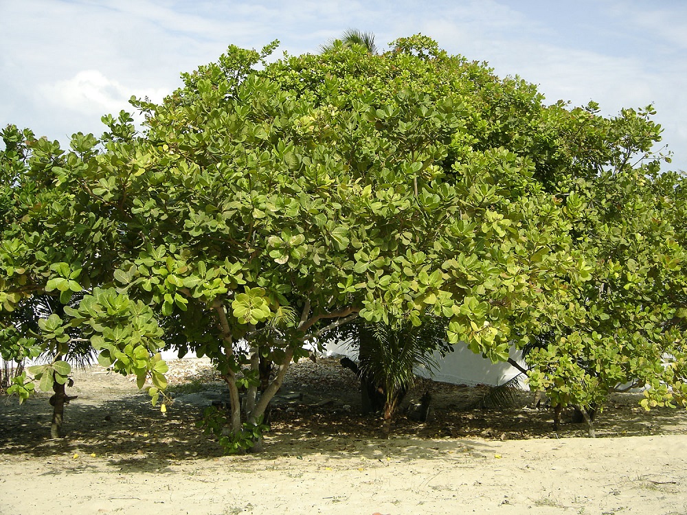 Kaju - Cashew