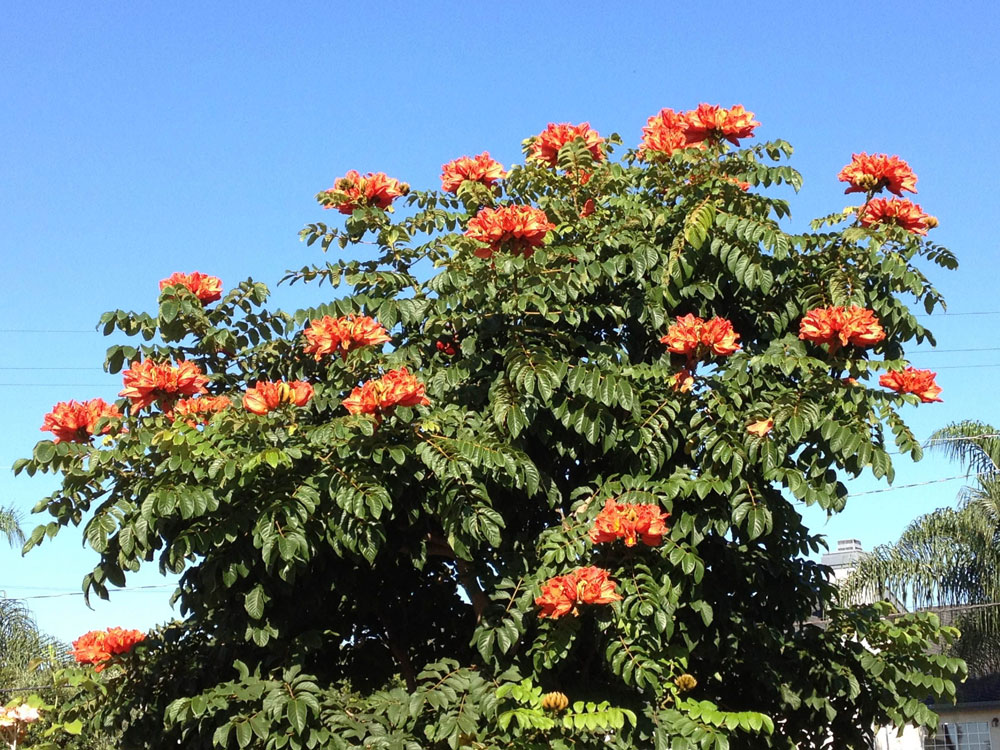 Neerukayi Mara - African Tulip Tree