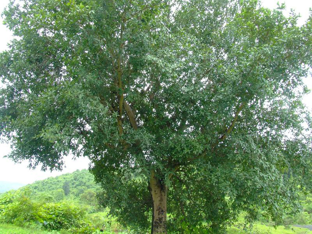 Umber - Cluster Fig