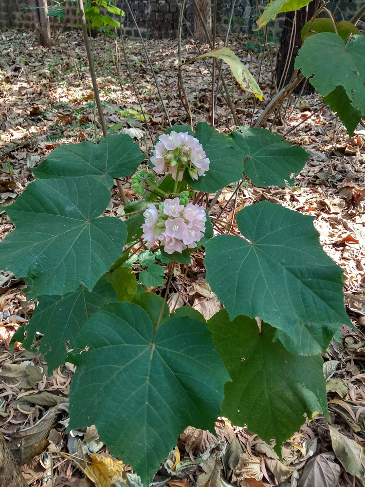 The Wedding Tree