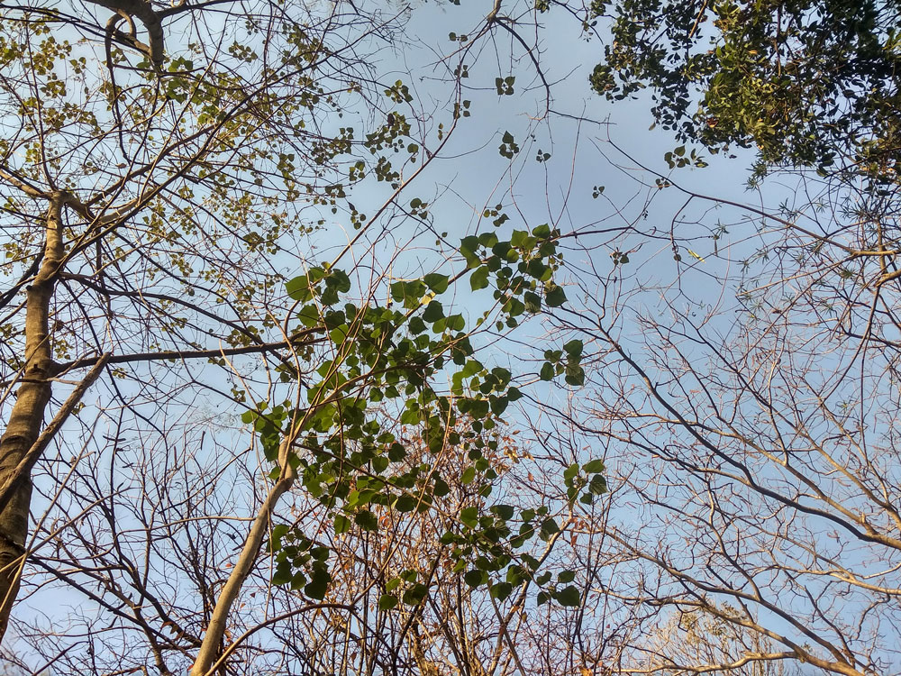 Gumbar - White Teak Tree