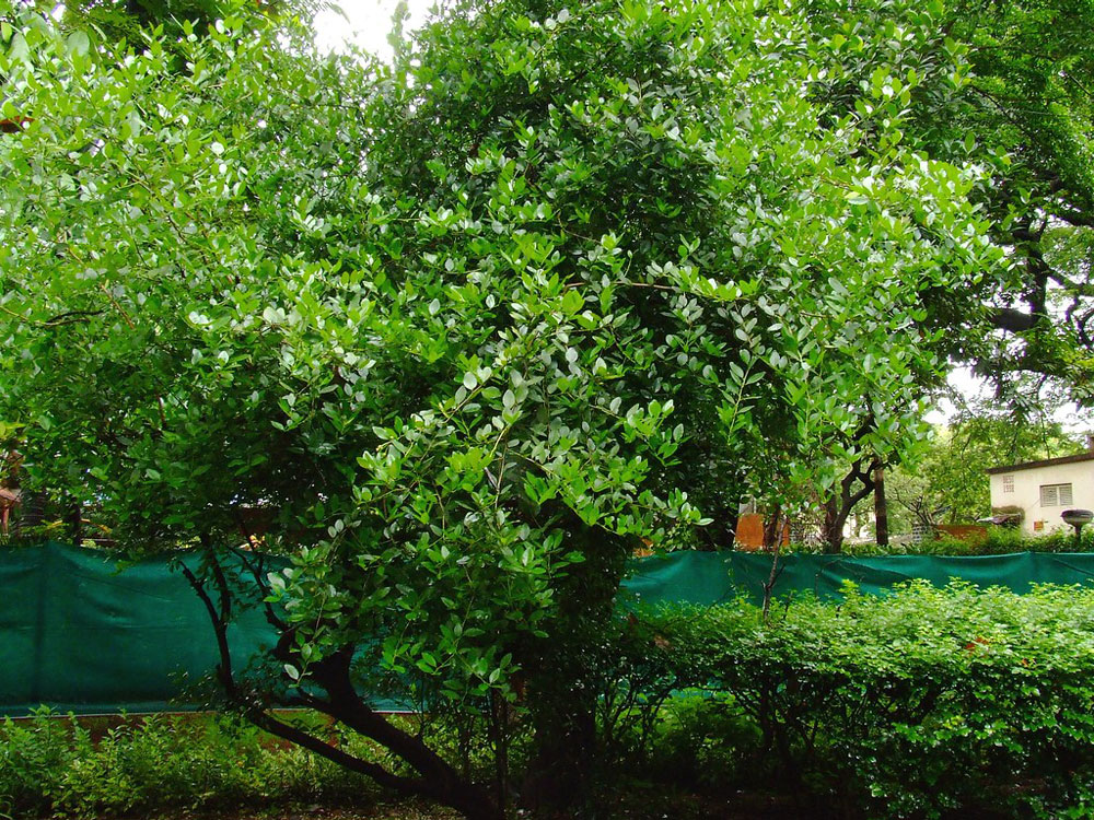 Kaadu Nimbe - Wild Lime