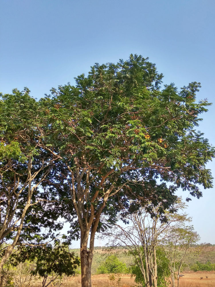 Peela Gulmohar - Yellow Flame Tree